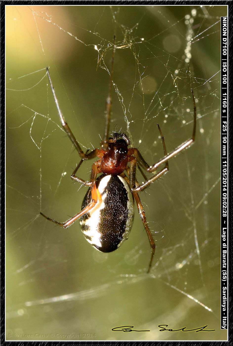 Frontinellina frutetorum dal Lago di Baratz (SS)